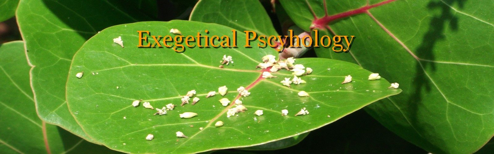 SEA GRAPE WHITE DOTS Exegetical Psychology
